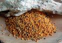 Ar� Poleni